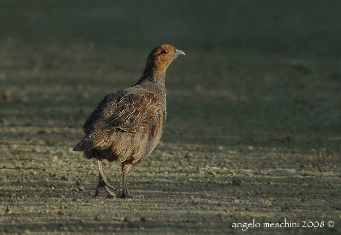 Starna Perdix perdix. Tre ritratti.